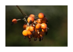 Autumn Berries