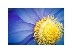 Blue Lily