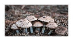 Fungi