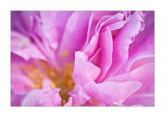Pink Rose