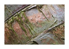 Tree Bark