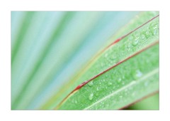 Water Droplets