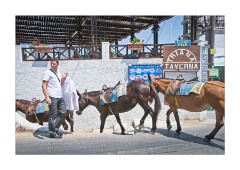 Donkeys on the Move