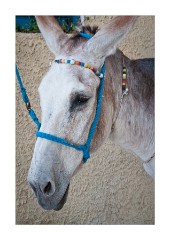 Beautiful Donkey Pirgos