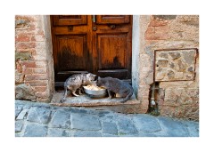 Cats Feeding Time