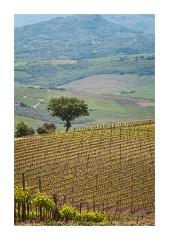 Lines of Grapes