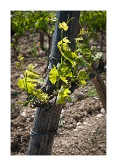Grape Vine