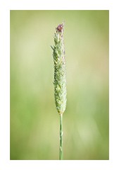 Grass
