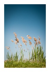 Grasses