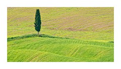 Lone Cypress Tree