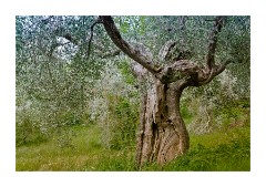 Old Olive Tree