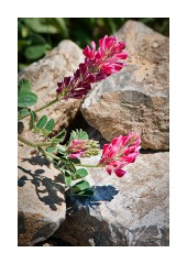 Pink Wild Flowers