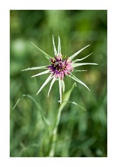 Wild Flower