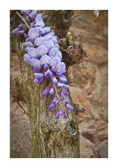Wisteria