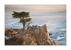 The Lone Pine