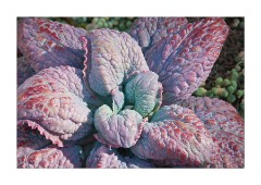 Plant in the Garden