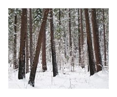 Winter Trees