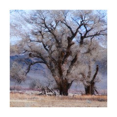 Cotton Wood Trees