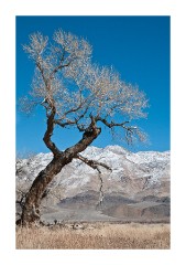 Lone Tree