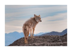 Coyote 3