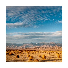 Devils Cornfield