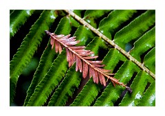 Leaves in Muir Woods San Francisco