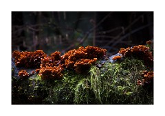 Muir Woods Fungi
