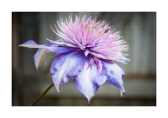 Clematis