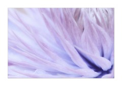 Hint of a Clematis