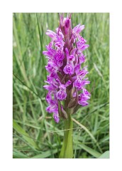 Orchid Wicken Fen