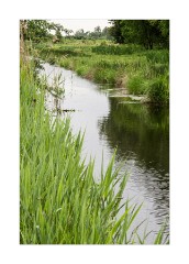 Wicken Fen