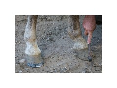 Trinidad Countryside Cuba 19  The Farrier at Work