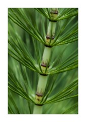 Green Plant