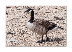 One of Many Geese