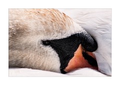 Resting