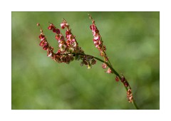 Wild Flowers