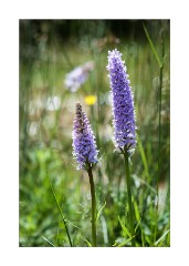 Wild Orchids