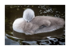 Young Cygnet