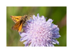 Wild Flower Meadow