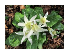 Anglesey Abbey Woodland Spring Flowers