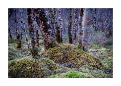 Cromasaig Woodland