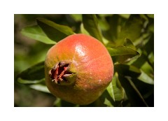 Gallipoli Troy and Yesilyurt 29  Yesilyurt pomegranate