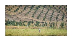 Gallipoli Troy and Yesilyurt 42  Ayvalik growing Okra