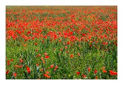 Cambridge  04  Field of Poppies Barton Farm