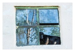 Cris  09  Dog in a broken window