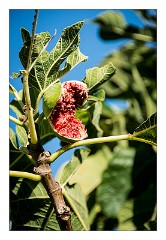 Bosa 48  Ripe Figs
