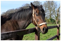02 Stanley House Stud, Newmarket  Ouija Board