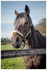 03 Stanley House Stud, Newmarket  Ouija Board