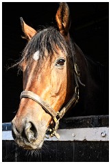 04 Stanley House Stud, Newmarket  In the Stable