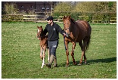 05 Stanley House Stud, Newmarket  Coming back to the Stables
